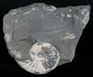 Double White Pleuroceras Ammonite - Germany #6170-1